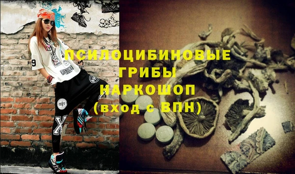 шишки Няндома